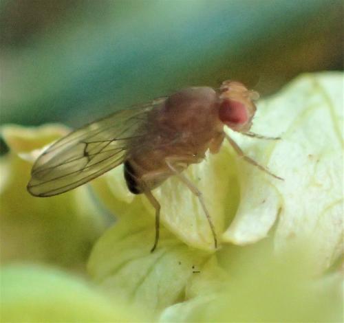 Drosophila immigrans